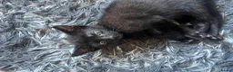 Mixed Breed cats for sale: Beautiful kittens for their furever homes - Advert 6