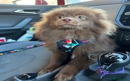 Pomeranian dogs for sale: Adorable pair of 1 year old Pomeranian boys!  - Image 16