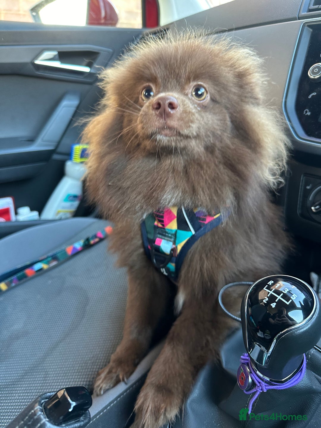 Pomeranian dogs for sale: Adorable pair of 1 year old Pomeranian boys!  - Image 16