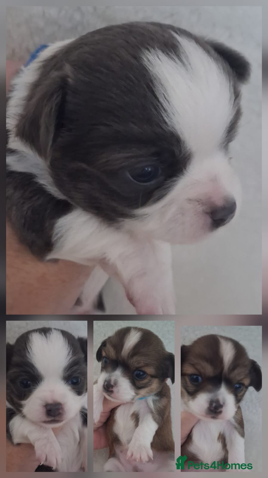 Chihuahua dogs Excellent pedigree long haired chihuahuas  - Advert 4