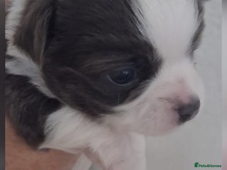 Chihuahua dogs Excellent pedigree long haired chihuahuas - Advert 4