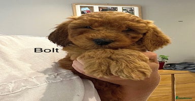 Cockapoo dogs - Advert 5