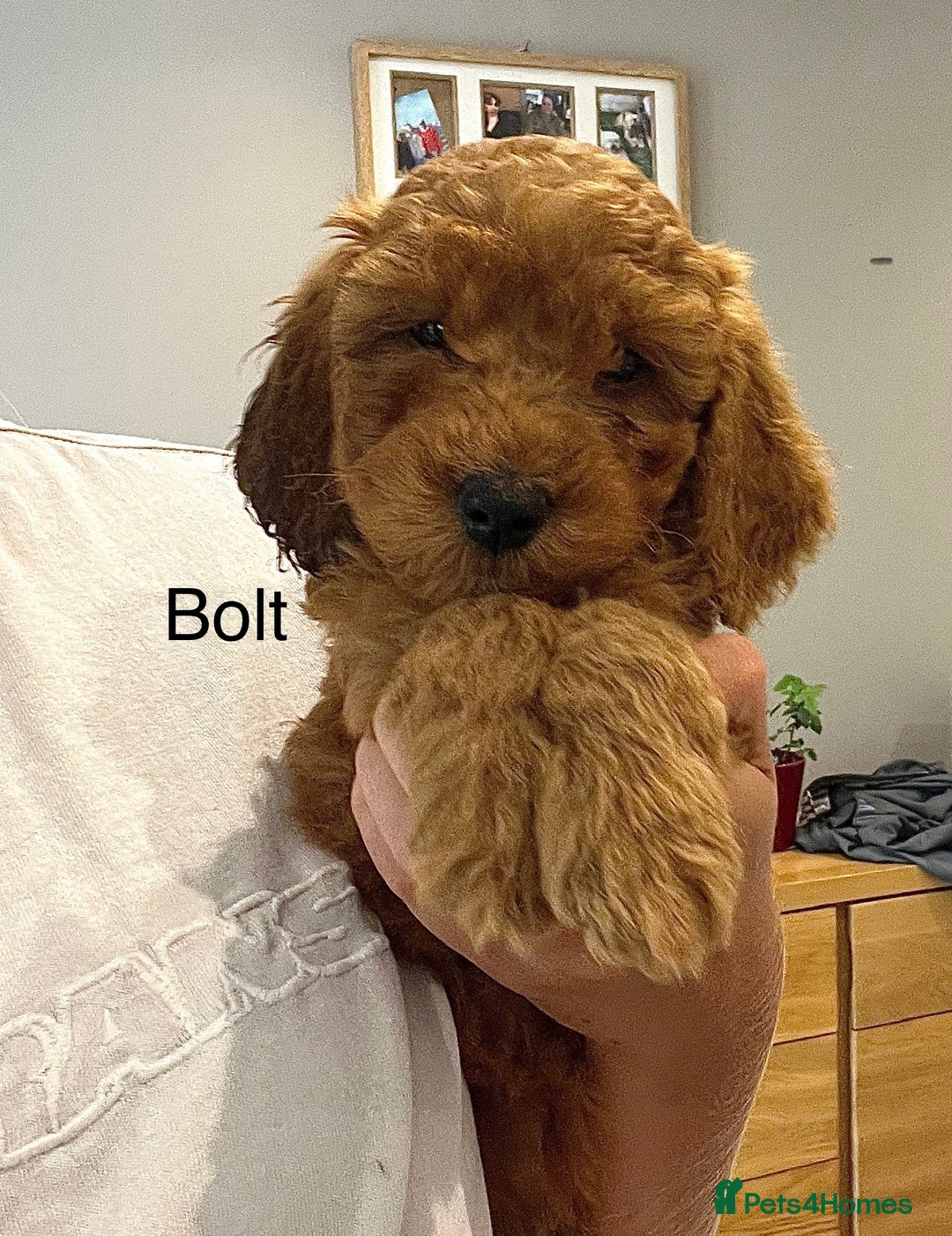 Cockapoo dogs for sale: F2B Red Cockapoos **BOTH PARENTS DNA CLEAR** - Image 3