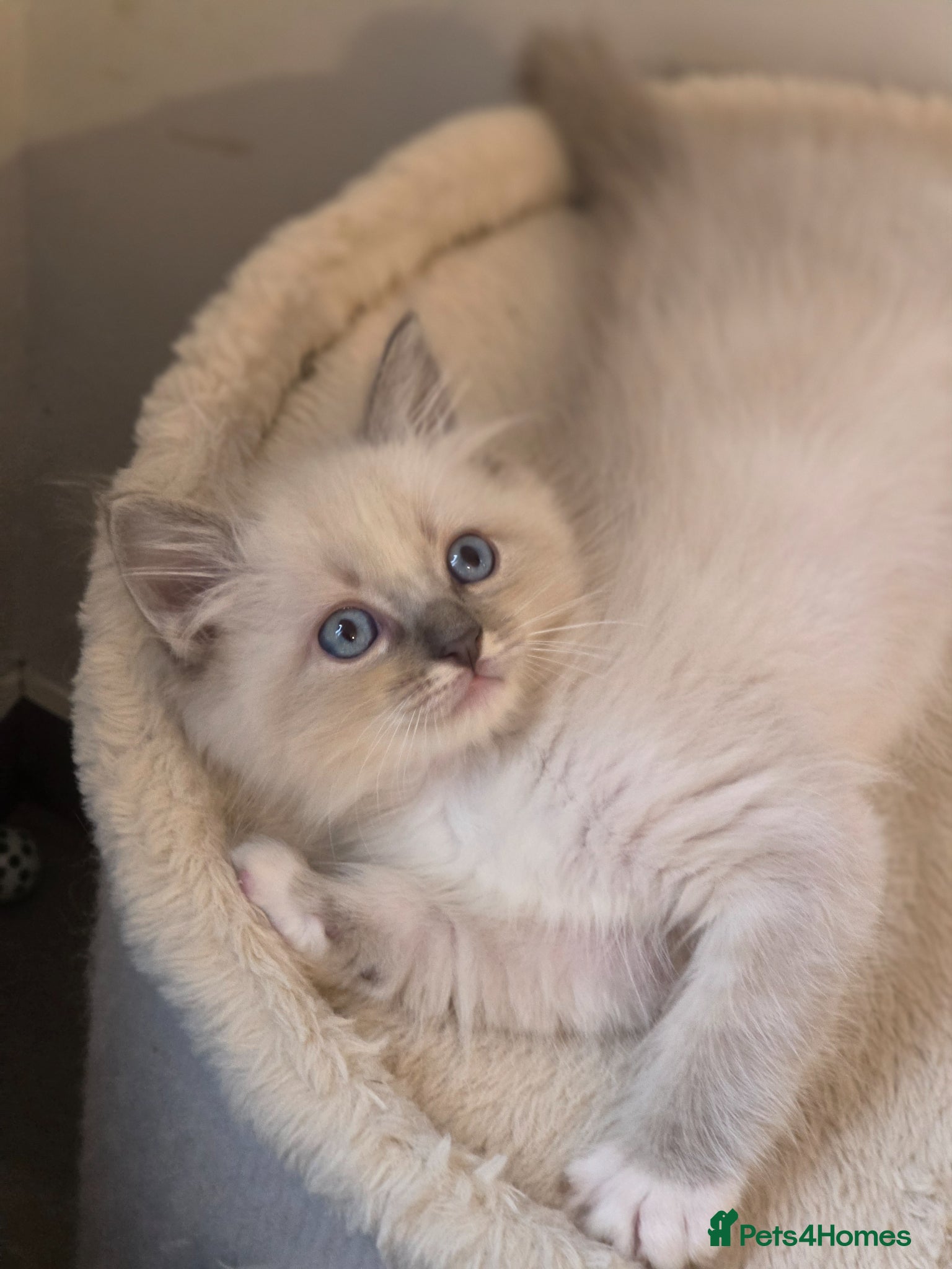 Ragdoll cats ragdoll kittens  - Advert 16