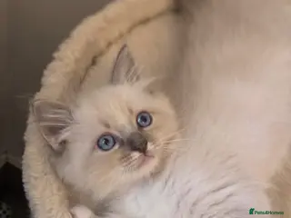 Ragdoll cats ragdoll kittens - Advert 16