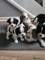 Cavalier King Charles Spaniel dogs - Advert 4