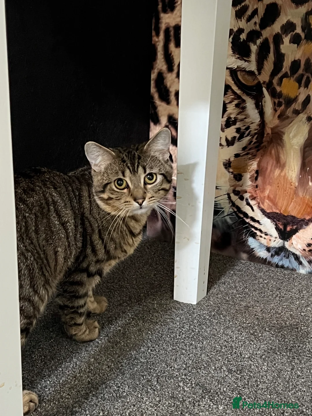 European cats for sale: Cat for adoption  - Advert 2