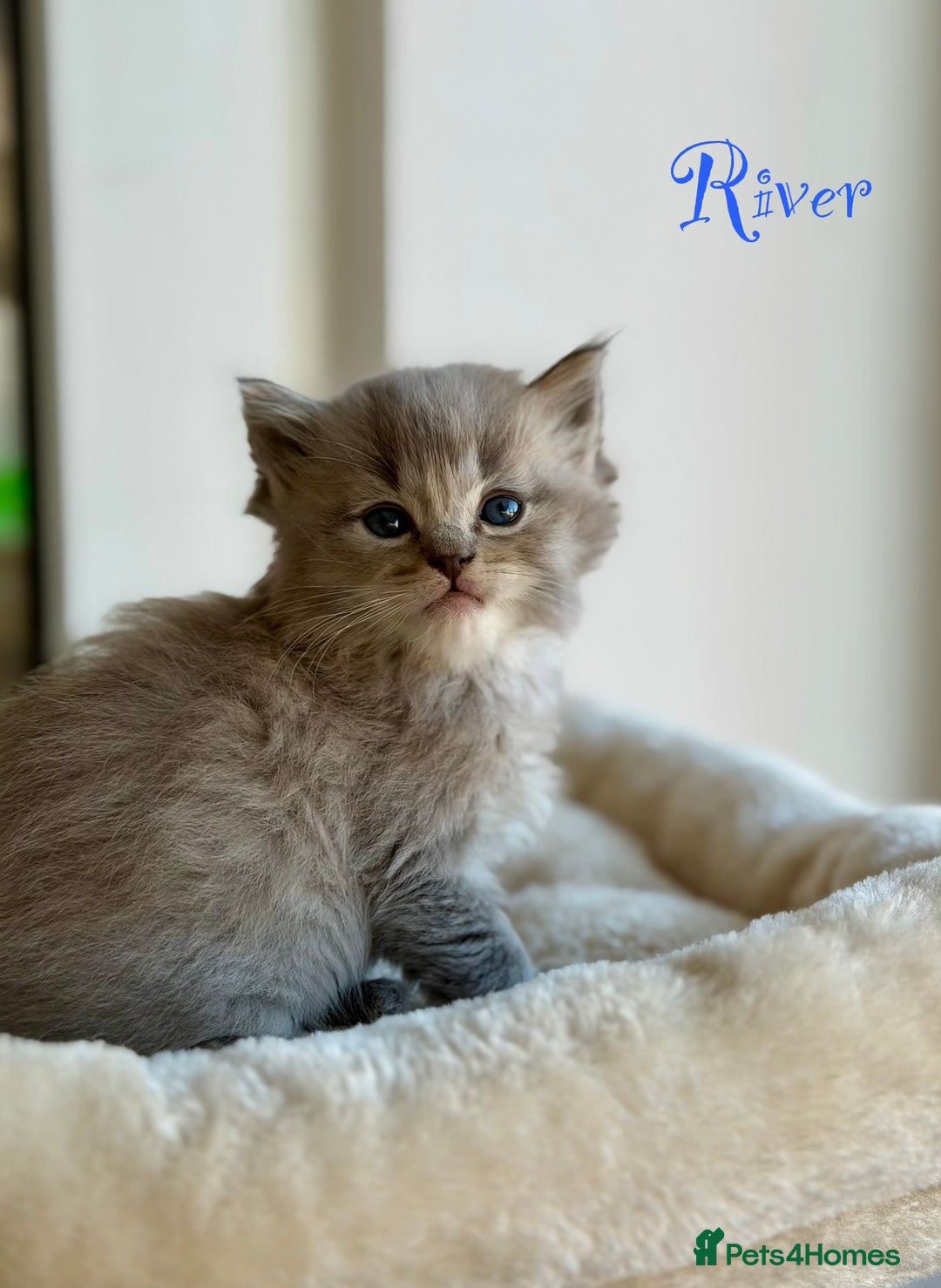 Ragdoll cats for sale: TICA registered cherubim kittens - Advert 10