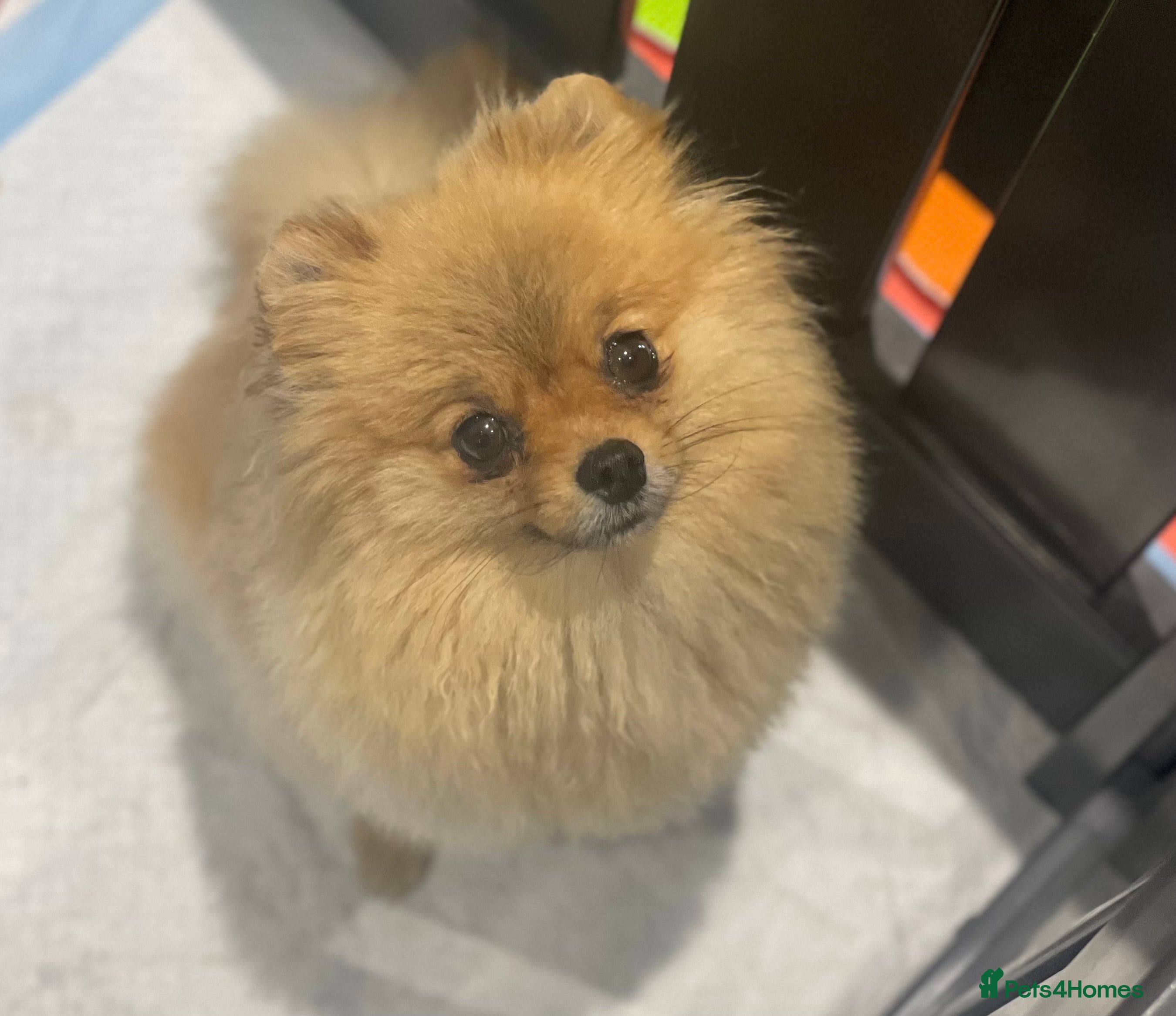 Pomeranian dogs Orange Pomeranian female 🧡💕 - Advert 17