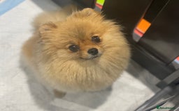 Pomeranian dogs for sale: Orange Pomeranian female 🧡💕 - Image 1