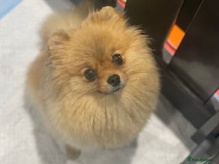 Pomeranian dogs Orange Pomeranian female 🧡💕 - Advert 18