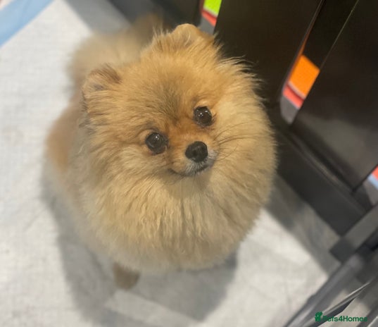 Pomeranian dogs - Advert 11