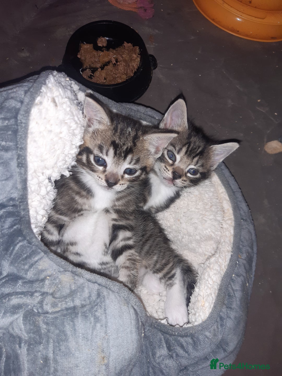 Mixed Breed cats for adoption: Two lovely rescue kittens for adoption - Advert 2