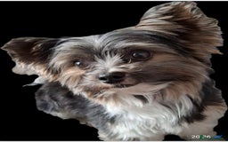Biewer Terrier dogs for stud: Purebred Pedigree Biewer Terrier Stud in Merthyr Tydfil - Image 1