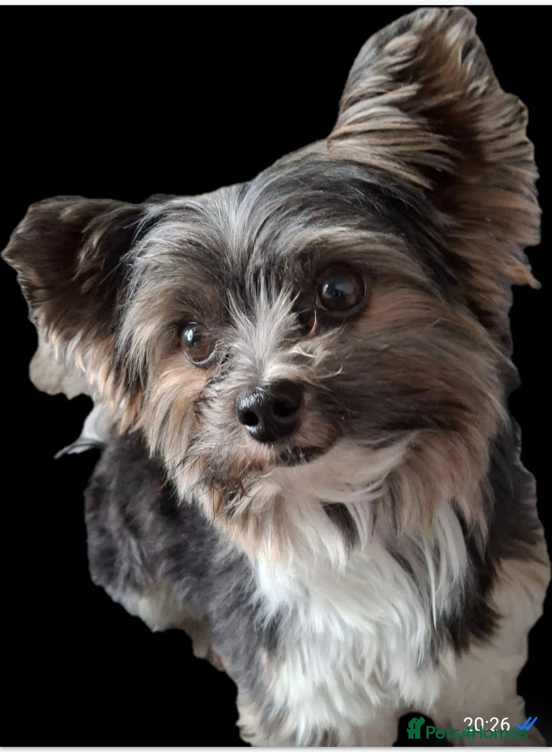 Biewer Terrier dogs for stud: Purebred Pedigree Biewer Terrier Stud in Merthyr Tydfil - Image 1