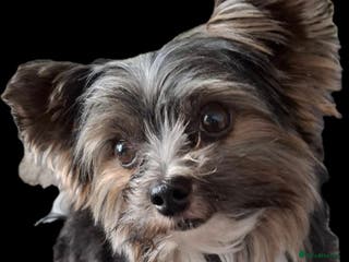 Biewer Terrier dogs Purebred Pedigree Biewer Terrier Stud in Merthyr Tydfil - Advert 4