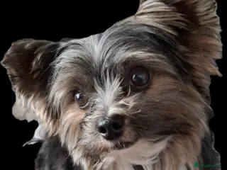 Biewer Terrier dogs Purebred Pedigree Biewer Terrier Stud in Merthyr Tydfil - Advert 5