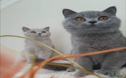 British Shorthair cats for sale: Impressive Pedigree BSH Kittens  - Image 8