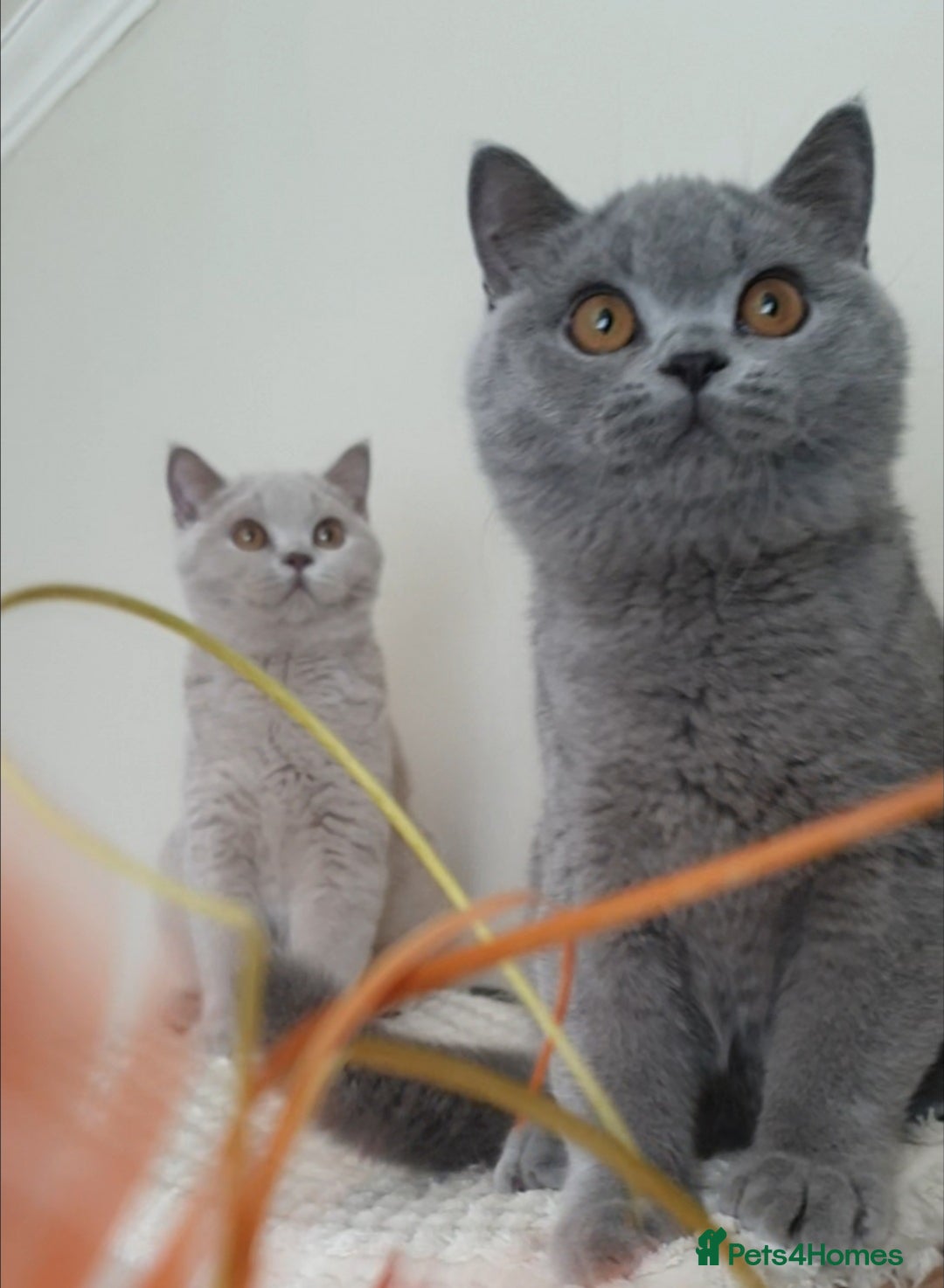 British Shorthair cats for sale: Impressive Pedigree BSH Kittens  - Image 8