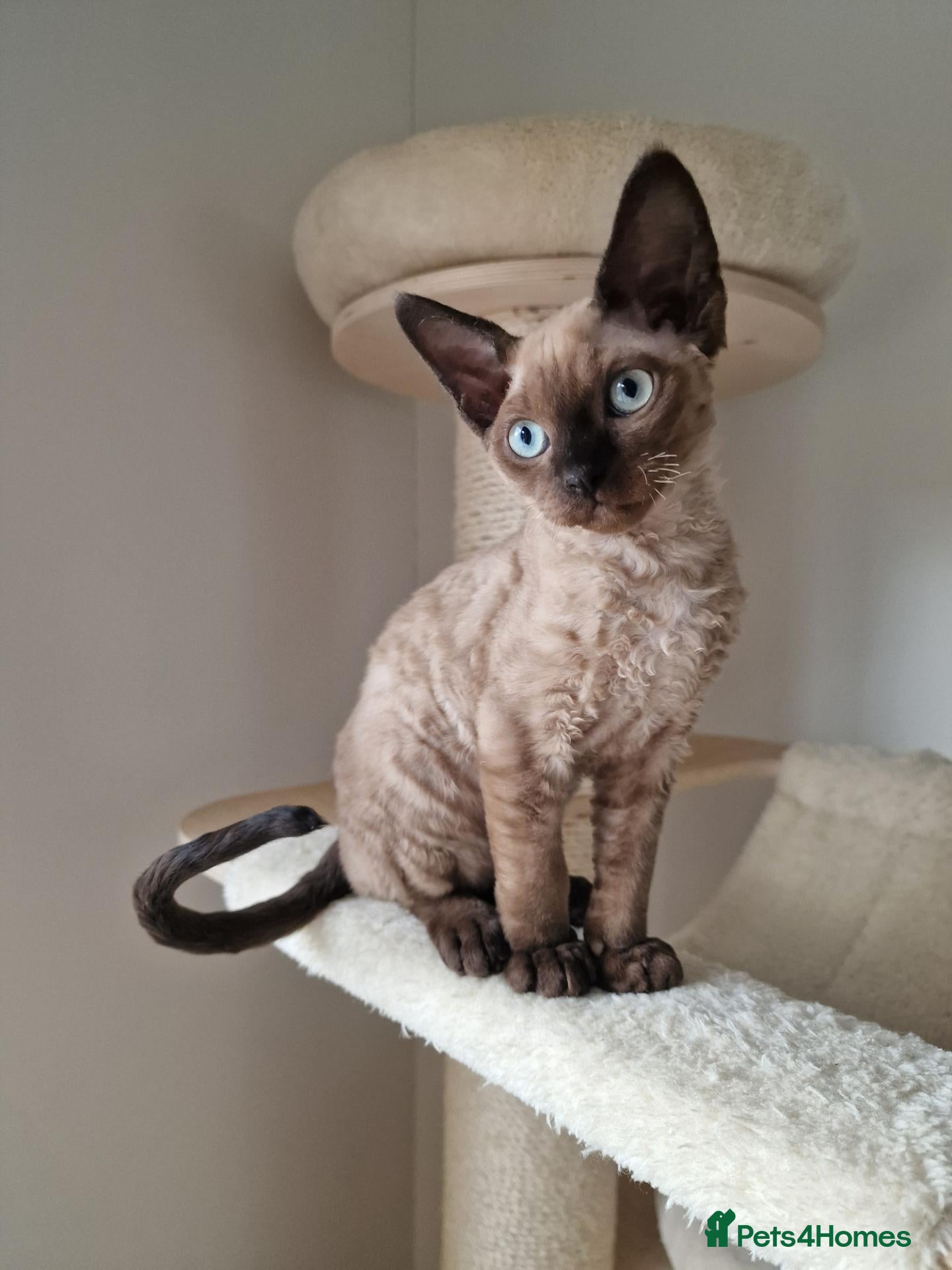 Devon Rex cats Last boy outstanding - Devon Rex Kittens 💕 - Advert 1