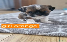 Mixed Breed dogs for sale:  Gorgeous Shih tzu poppies .🐶🐾 - Image 7