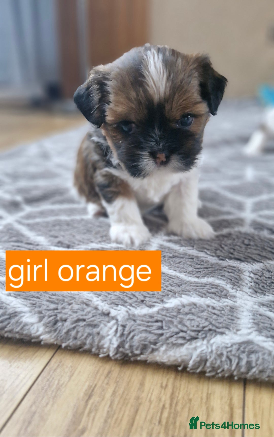 Mixed Breed dogs for sale:  Gorgeous Shih tzu poppies .🐶🐾 - Image 7