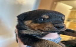 Rottweiler dogs for sale: 2x boys and 6x girls Rottweiler pups  - Image 18