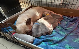 French Bulldog dogs for sale: 4 stunning Pure breed Blue Fawn French Bulldogs 🐶 - Image 11