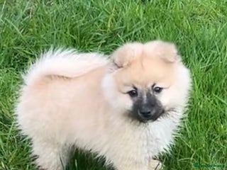 Pomeranian dogs Vaccinated and microchiped Pomeranian boy - Advert 11