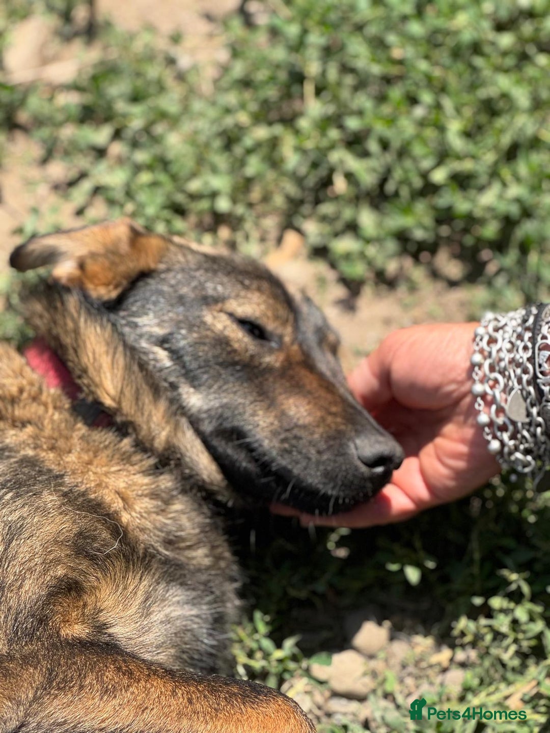 Mixed Breed dogs for adoption: LOTTIE - a Lovely girl for a Loving Home - Image 22