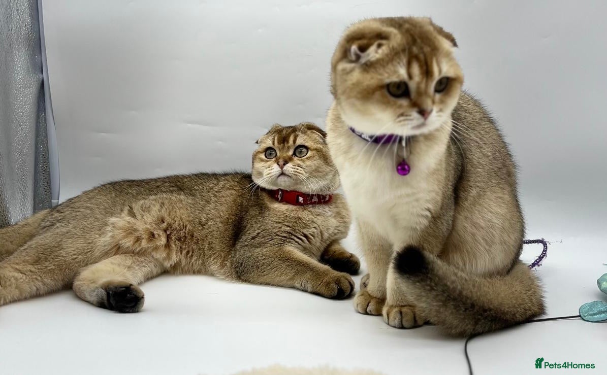 Scottish Fold cats Beautiful Scottish Fold Kittens - Advert 2