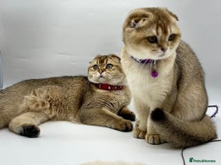 Scottish Fold cats Beautiful Scottish Fold Kittens - Advert 2