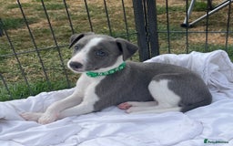 Whippet dogs for sale: Whippet puppies  - Image 2