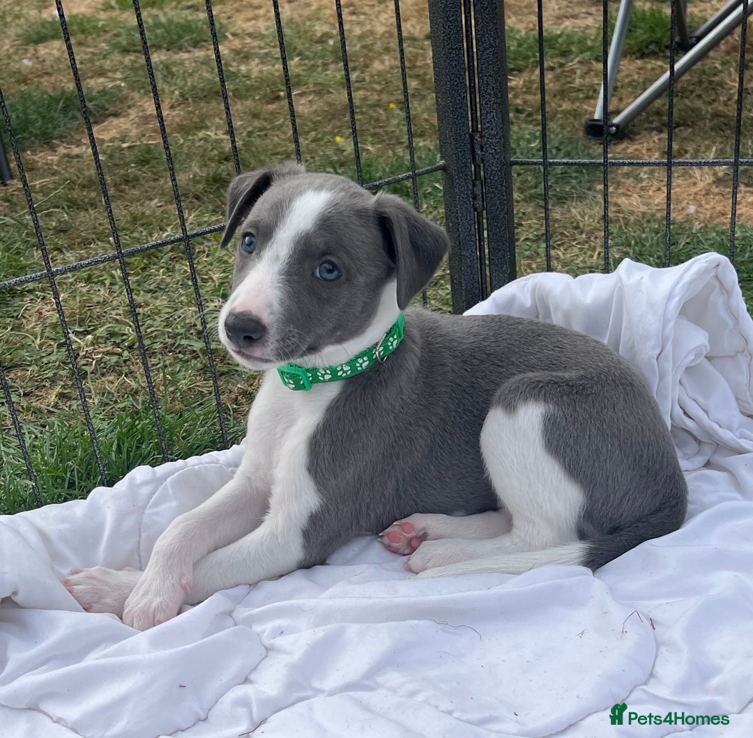 Whippet dogs for sale: Whippet puppies  - Image 2