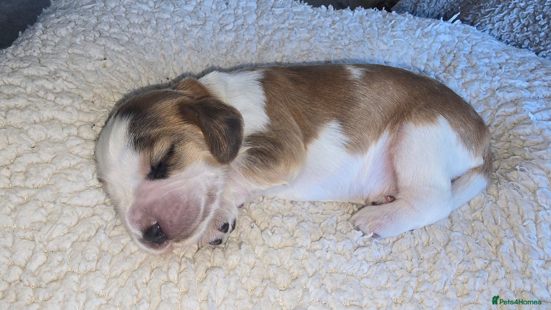 Cocker Spaniel dogs for sale: KC Registered Cocker Spaniels ready for Christmas - Image 9