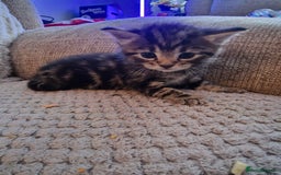 Mixed Breed cats for sale: 4 beautiful kittens - Image 4