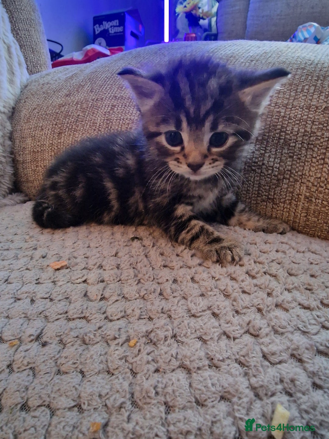 Mixed Breed cats for sale: 4 beautiful kittens - Image 4