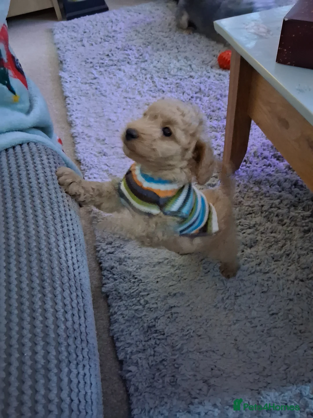 Cockapoo dogs for sale: Baby boy cockapoo  - Advert 8