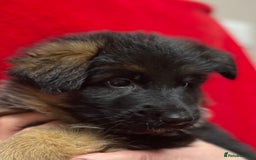 German Shepherd dogs for sale: Stunning longcoat German Shepherd puppies - Image 22