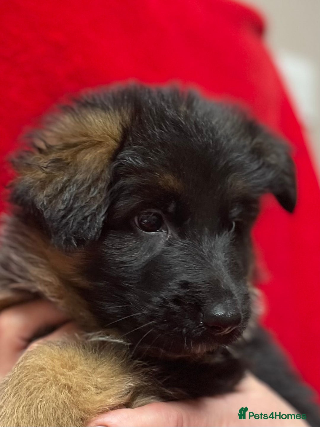 German Shepherd dogs for sale: Stunning longcoat German Shepherd puppies - Image 22