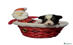 Chihuahua dogs for sale: Chihuahua puppies READY DECEMBER - Advert 3