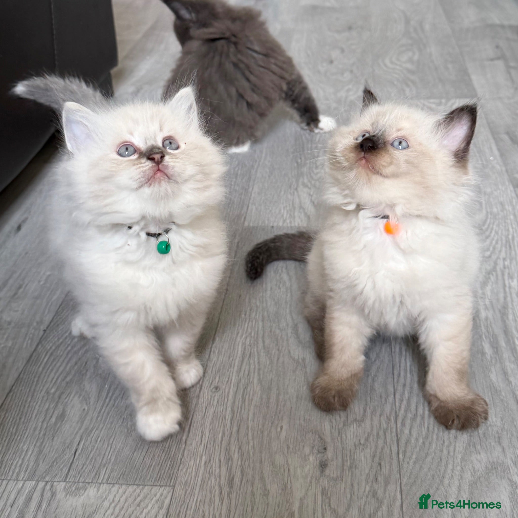 Ragdoll cats Cuddly, Affectionate, Gentle - TICA Registered - Advert 2