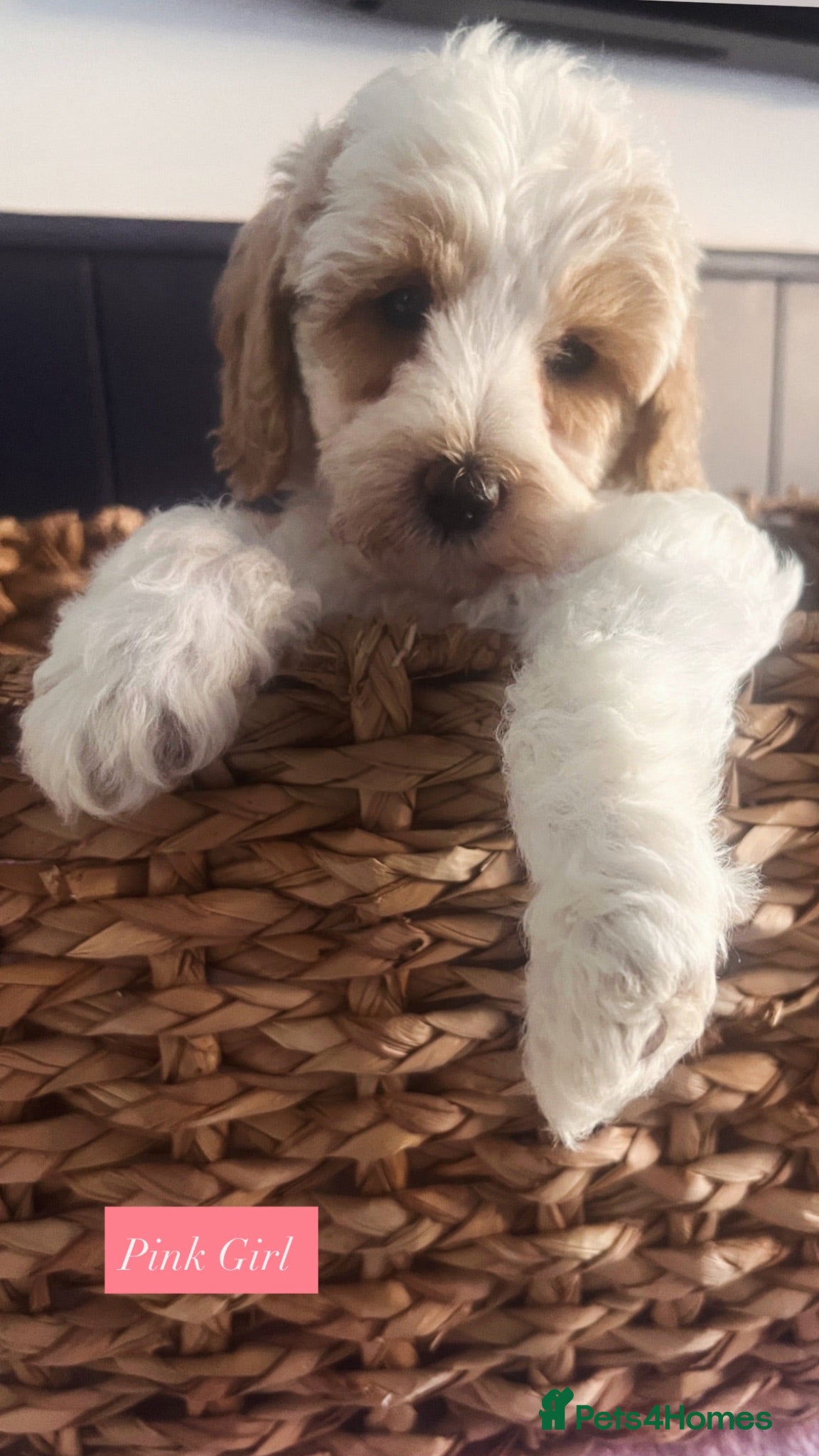 Australian Labradoodle dogs Absolutely outstanding Australian Labradoodle 🐾 - Advert 5