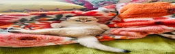Scottish Fold cats for sale:  Our Last Precious Scottish Fold Gold  - Advert 9