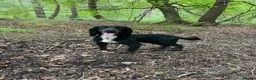Cocker Spaniel dogs for sale: Exceptional working line KC Cocker spaniel pups - Advert 3