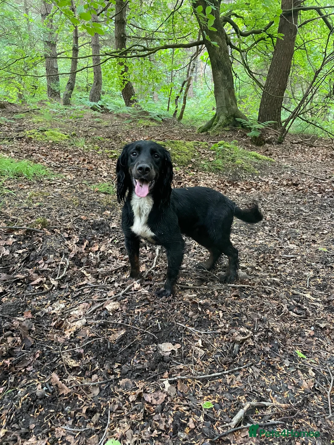 Cocker Spaniel dogs for sale: Exceptional working line KC Cocker spaniel pups - Advert 10