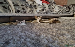 American Shorthair cats for sale: Gorgeous girls looking for new home🏡 - Image 16