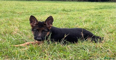 German Shepherd dogs - Advert 1