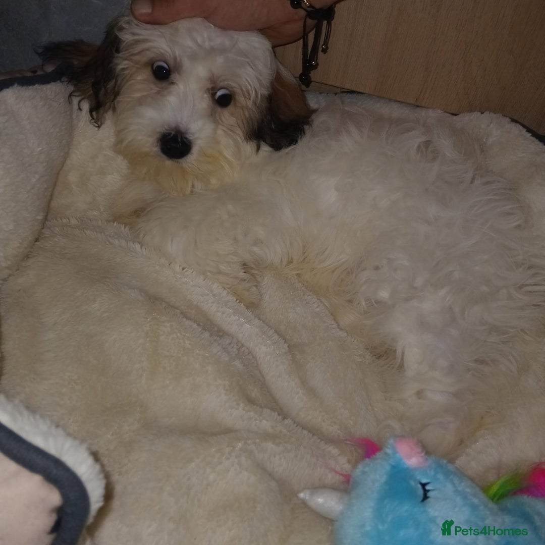 Malshi dogs for sale: Maltese and Malshi Female puppy  - Advert 2
