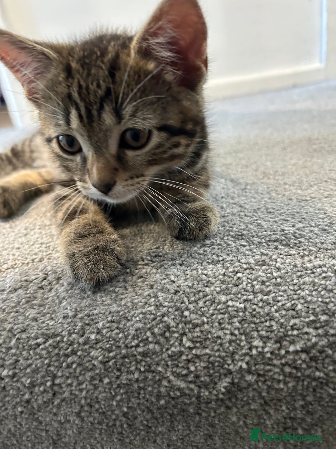 Mixed Breed cats for sale: REDUCED & READY NOW BSH x Tabby kittens  - Image 25